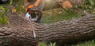 Trusted Wagner, SD Tree Care Services Experts