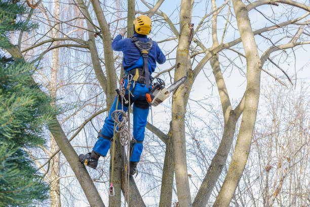 Best Emergency Tree Removal  in Wagner, SD